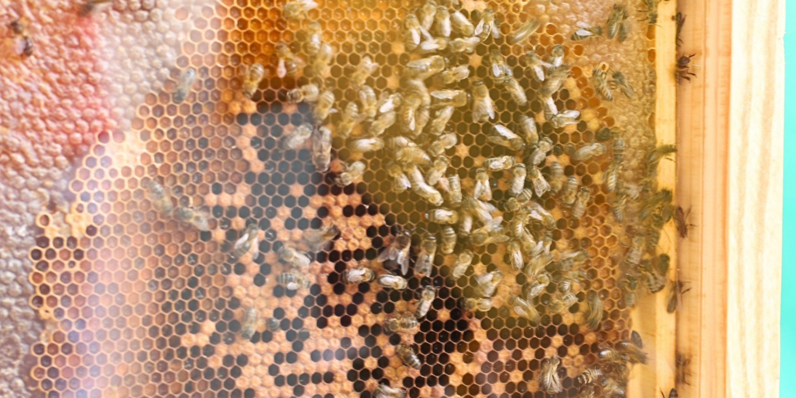 Abejas, miel y naturaleza: descubre su mundo en la XXI Fira Gata al Carrer